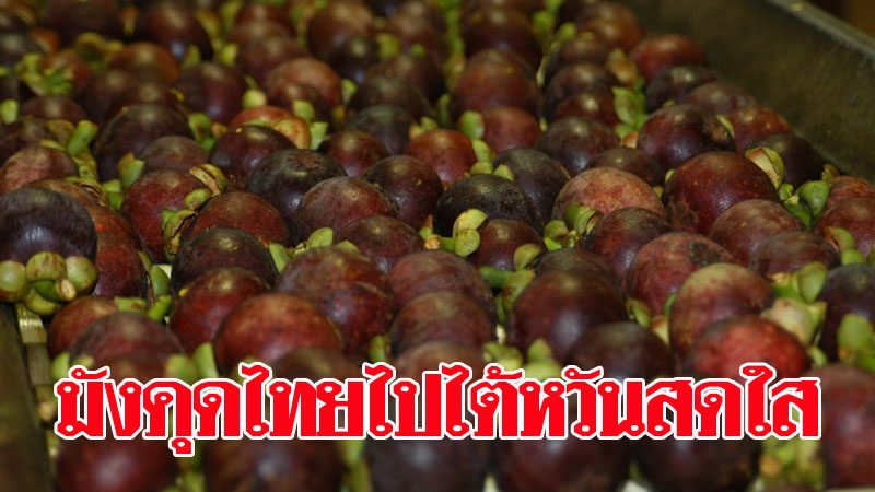 ฟันธงอนาคตมังคุดไทยสดใสในไต้หวัน หลังเปิดตัวชิมลางล็อตแรก ...