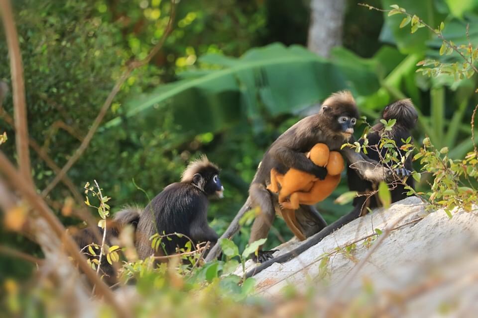 Monkey twin. Золотая обезьяна. Близнецы обезьяна. Обезьяна в листве. Обезьяна Лангур с детьми фото.