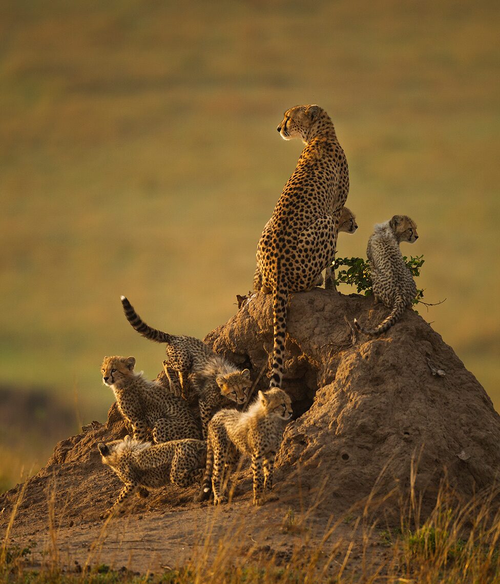 ภาพชนะการประกวดภาพถ ายเส อช ตาห เจ าลมกรดแห งพงไพร ข าวสด