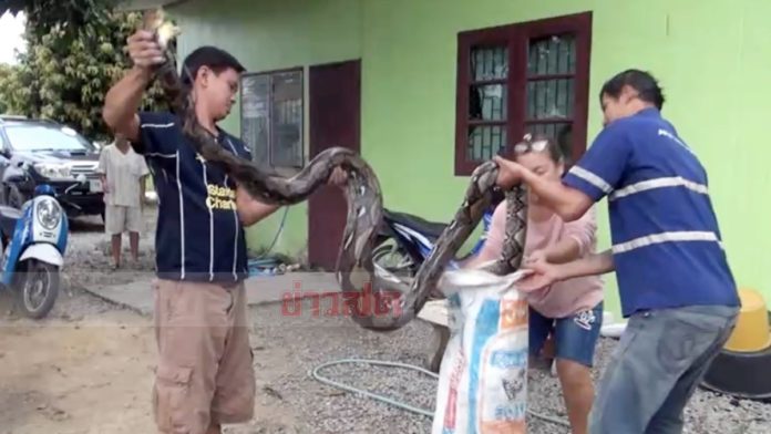 The impact of the gnawed giant snake