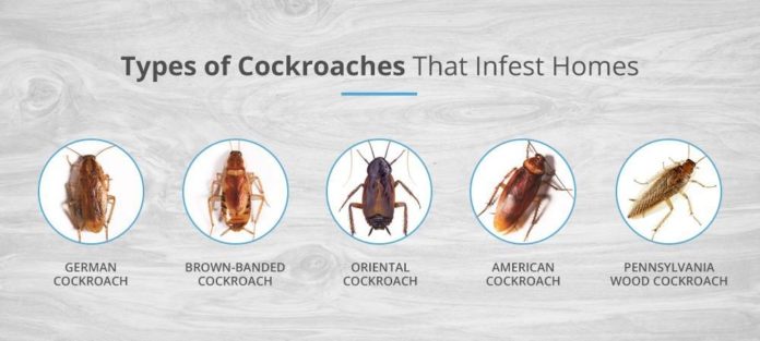 03 Types Of Cockroaches In Homes 696x313 