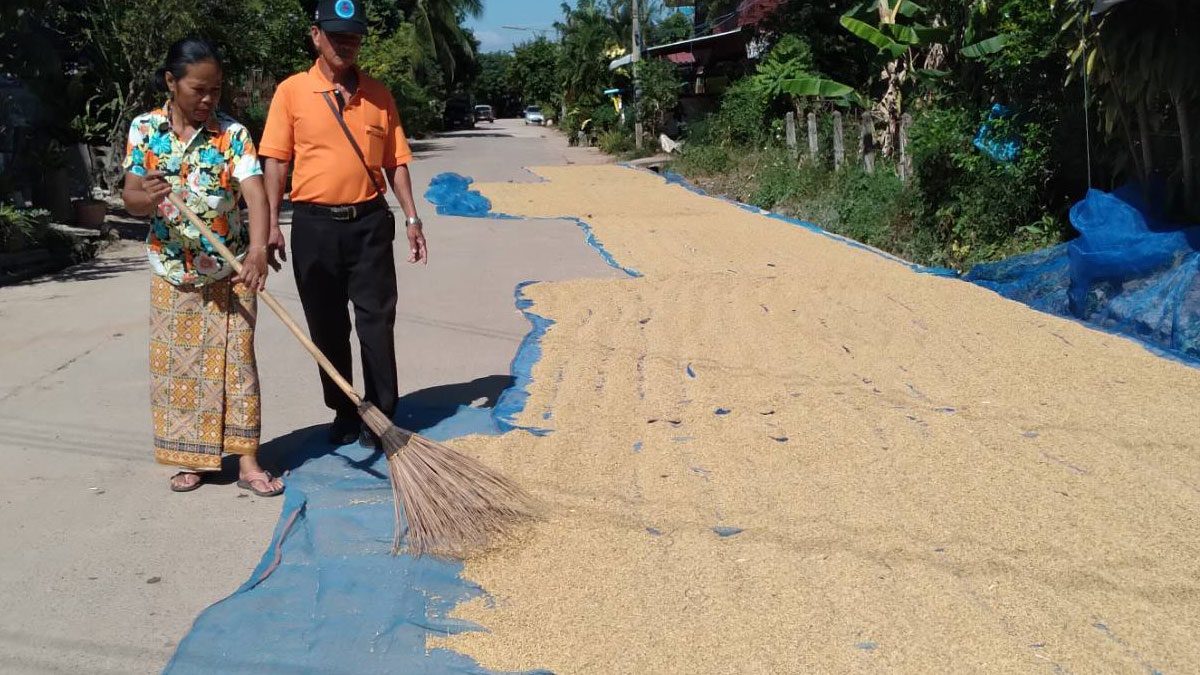 Paddy left 6-7 baht per kilogram