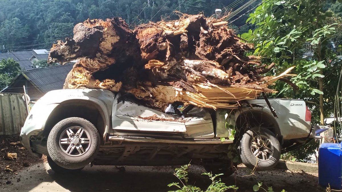 Doi Suthep exciting The great tree fell suddenly.