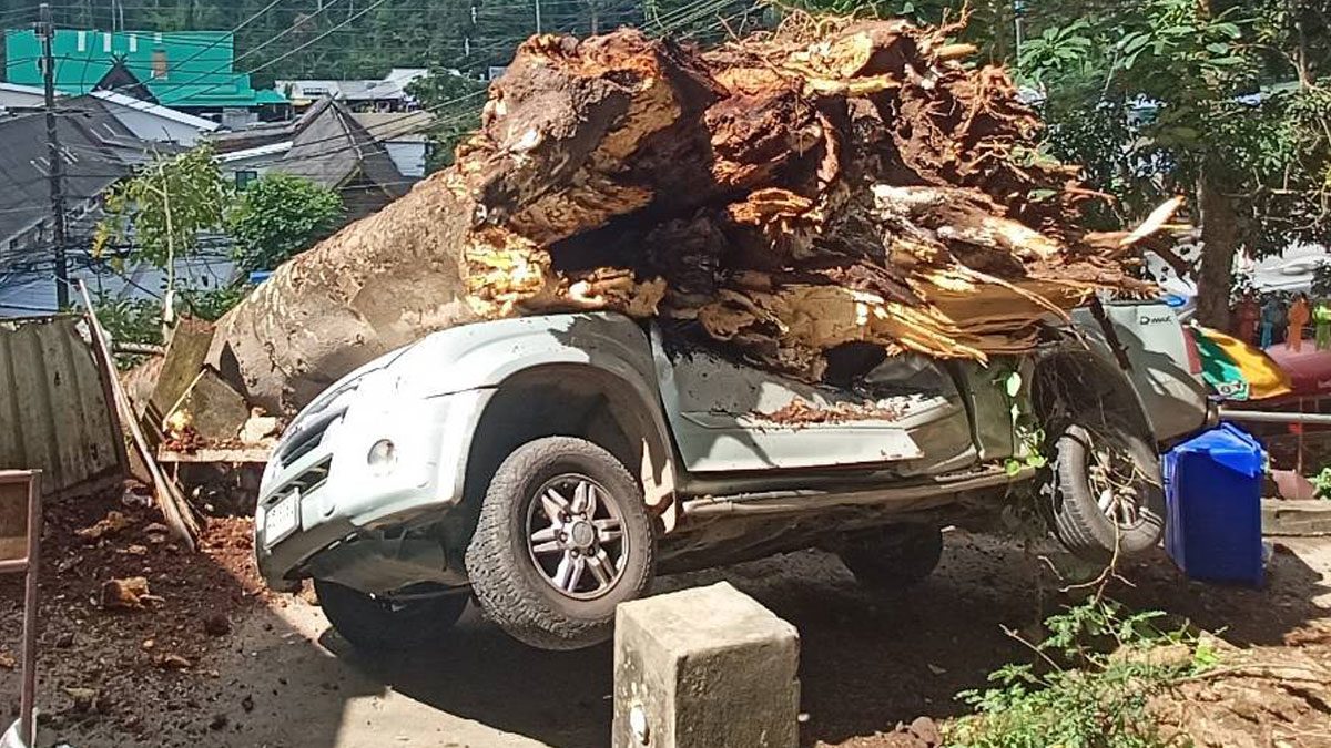 Doi Suthep exciting The great tree fell suddenly.