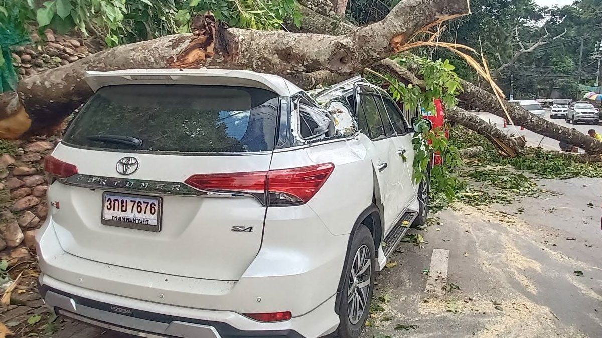 Doi Suthep exciting The great tree fell suddenly.