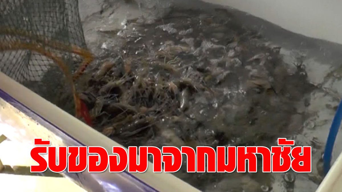 Phitsanulok inspects COVID 50 employees at 4 seafood restaurants  Pick up from Mahachai