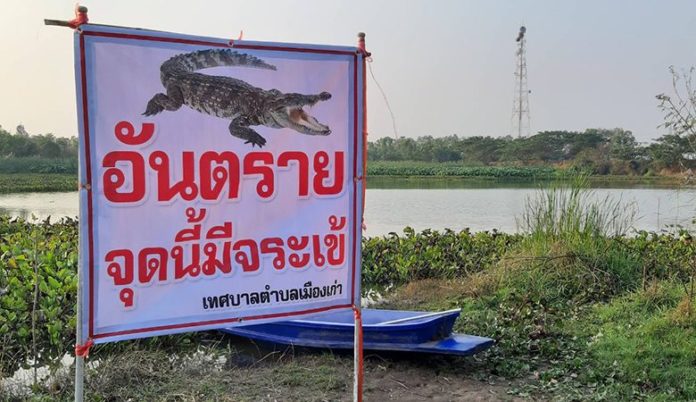 Fearless, the villagers flock to see crocodiles.