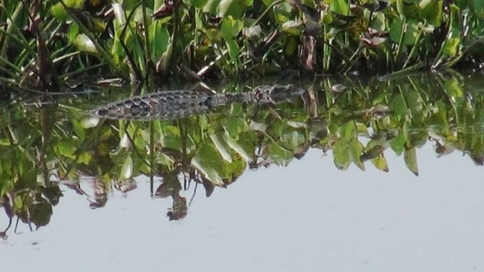 Fearless, the villagers flock to see crocodiles.