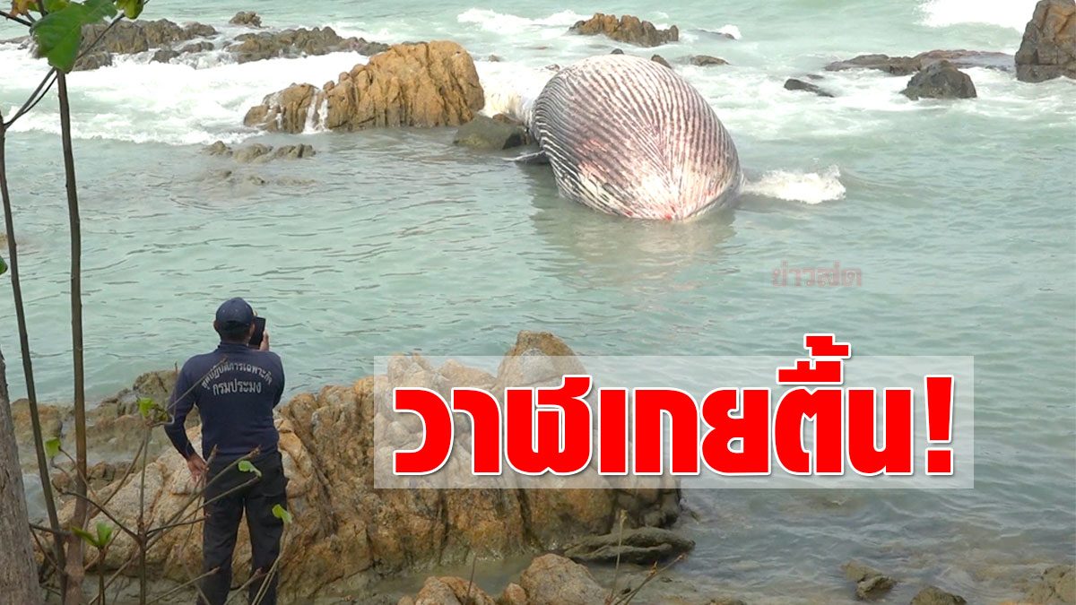 Bruda whale, 11 meters long, floating stuck on a stranded rock on Koh Samui