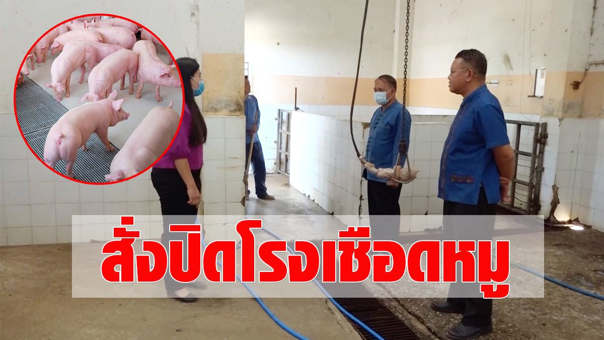 ‘PRRS’ outbreak!  Infected pigs found  Eliminated more than 50 units, the municipality ordered the closure of slaughterhouses