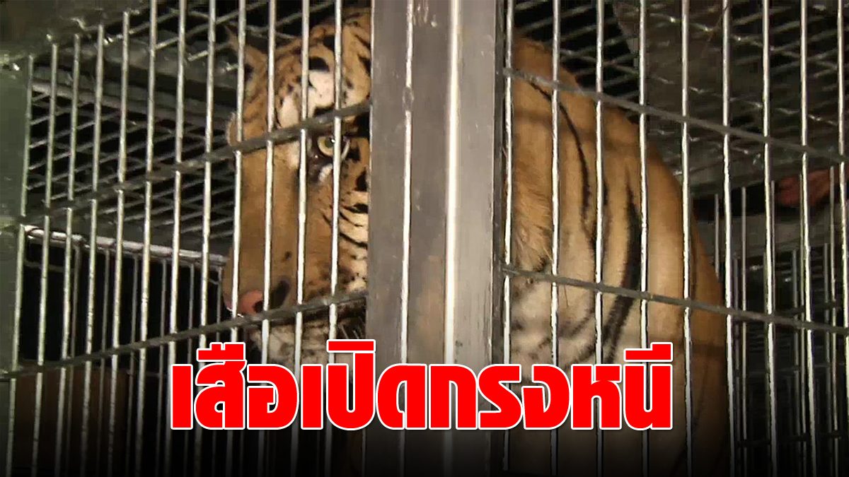 shock!  The tiger dropped the cage, lifted the door to escape.  Searching staff – inform villagers