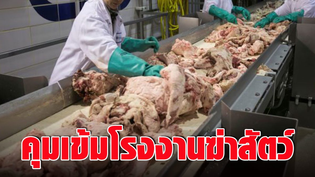 Bangkok, tight control of the meat slaughter factory  After finding a cluster of COVID-infected cases in Pathum Thani – fresh news