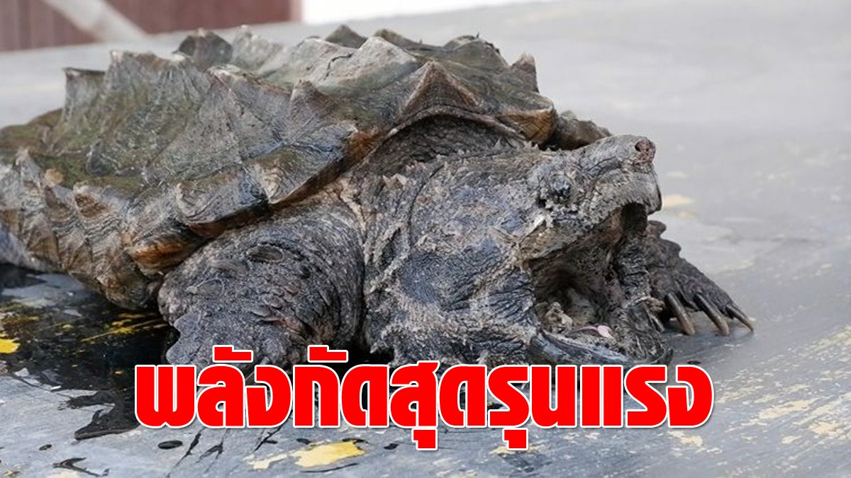 remind!  Alligator turtle  Appeared in Pranburi River, revealing that it eats meat, eats fish, a ferocious habit