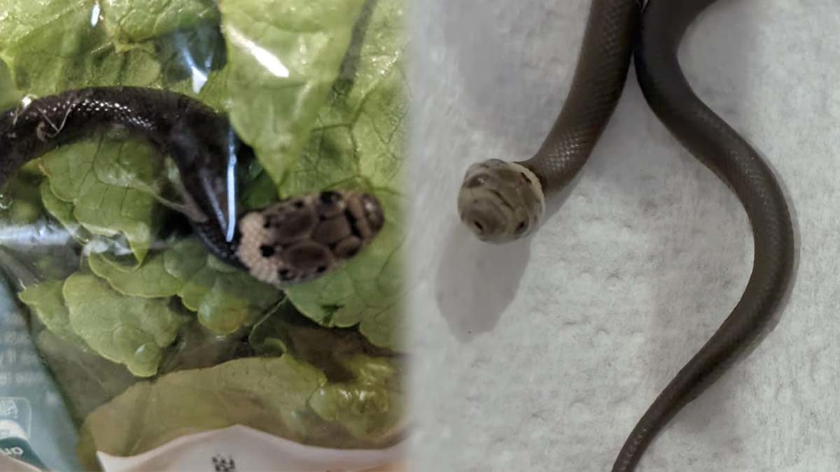 Pale-headed Snake - The Australian Museum