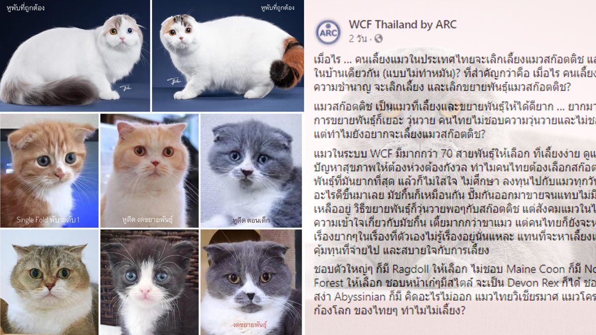 สมาคมแมว' ซัดคนไทยไร้ความรู้เรื่อง 'แมวสกอตติช' เพาะ