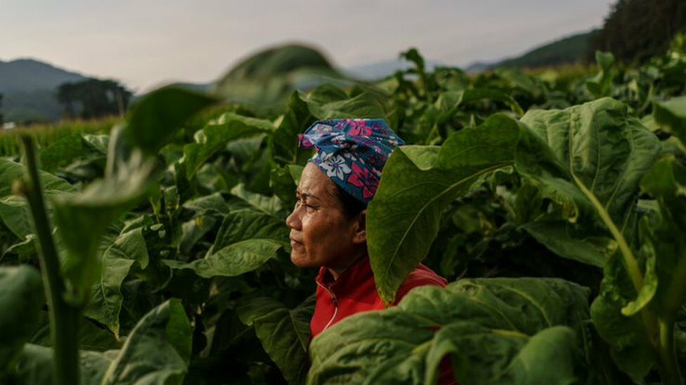 A Thai migrant woman worker surrounded by leafy tobacco plants on a South Korean farm