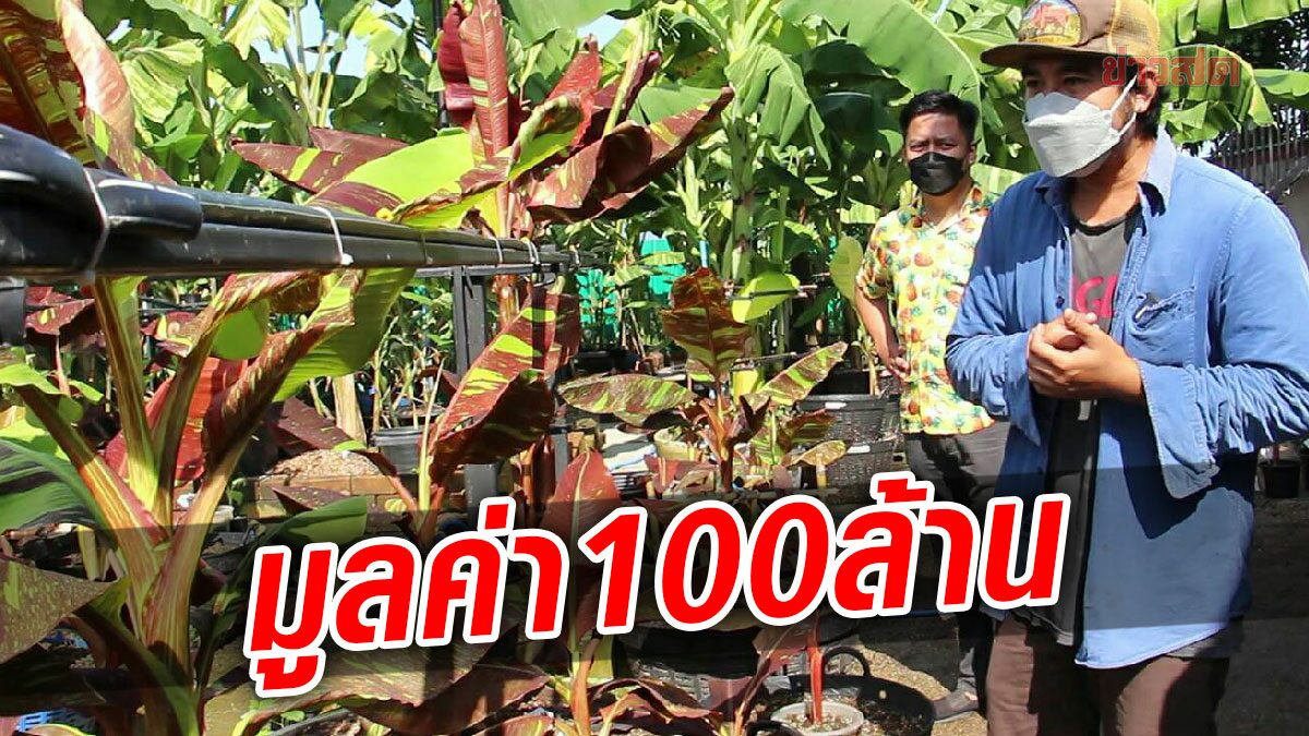 ตะลึง หนุ่มติดกล้องวงจรปิด 48 ตัว คอยเฝ้า ดงกล้วยด่าง มูลค่า 100 ล้าน