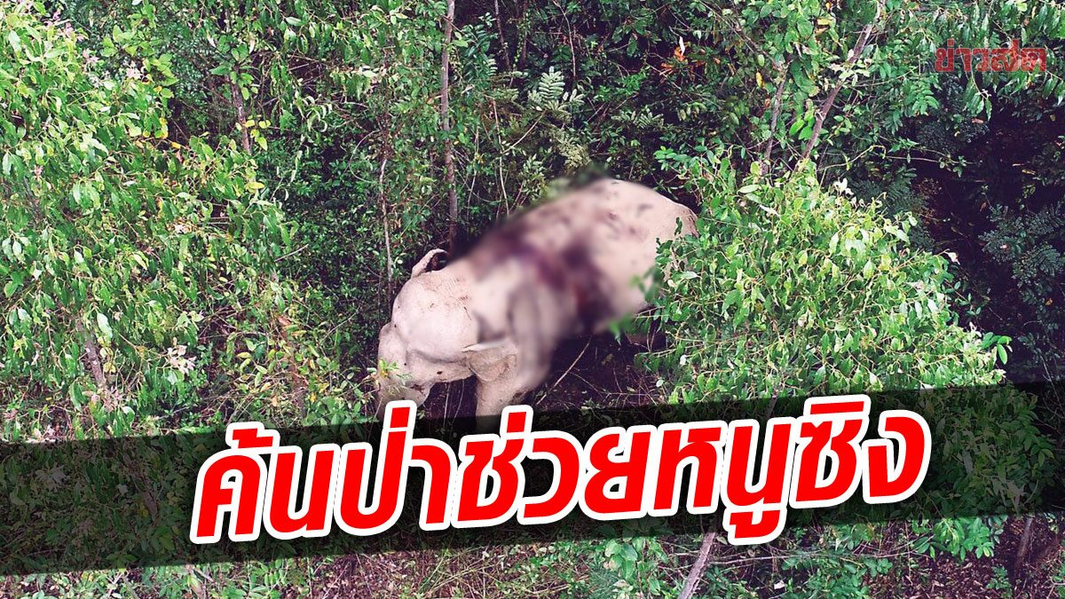 เร่งค้นป่าช่วย”พลายหนูซิง”โดนยิงสาหัส คาดฝูงช้างช่วยประคองหนีเข้าป่าลึก