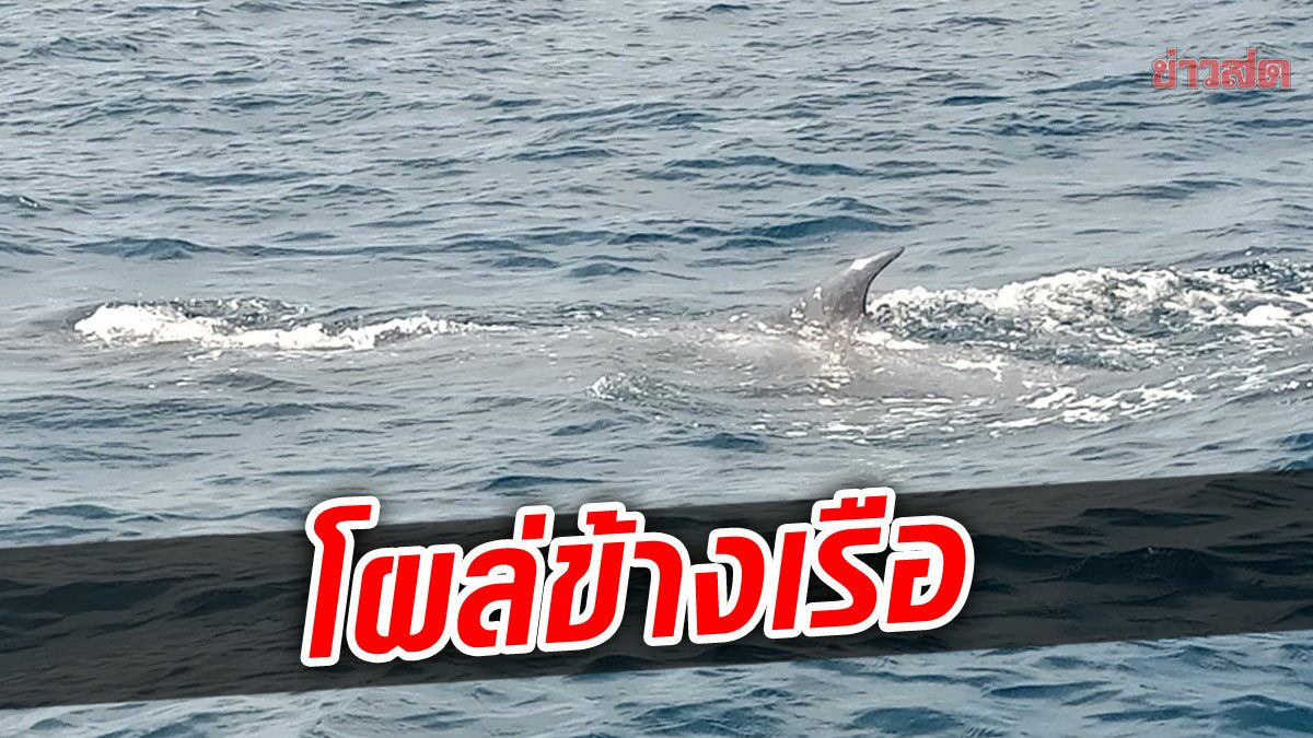 โผล่ข้างเรือใหญ่มาก ออกทะเลตกปลาเจอ 2 ตัวแหวกว่ายฝั่งเขากะโหลก