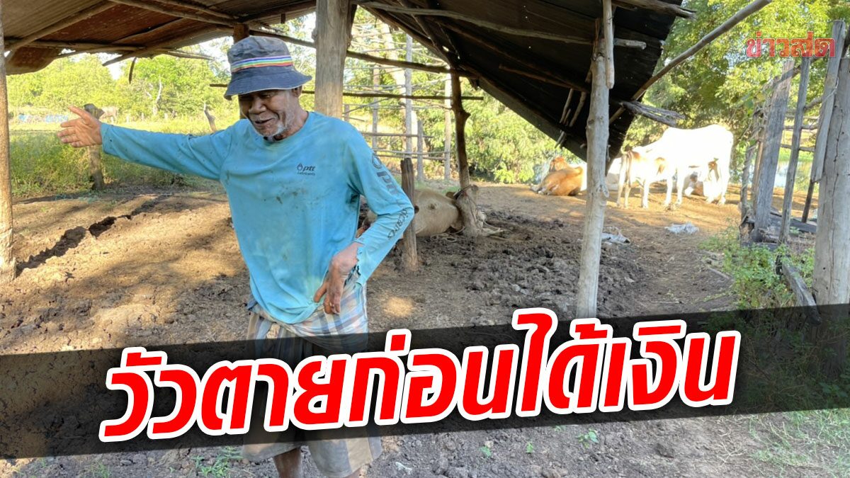 สลดคาคอก! ผูกวัวรอคนซื้อมารับ รุ่งเช้าช็อก เชือกที่ล่ามรัดคอจนตาย