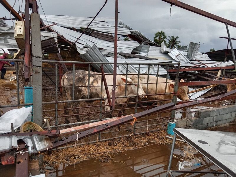 พายุซัด อ.สทิงพระ จ.สงขลา ฟาร์มโคขุนพังถล่ม-พัดหลังคาบ้านปลิวว่อน เสียหายกว่า 3 ล้านบาท