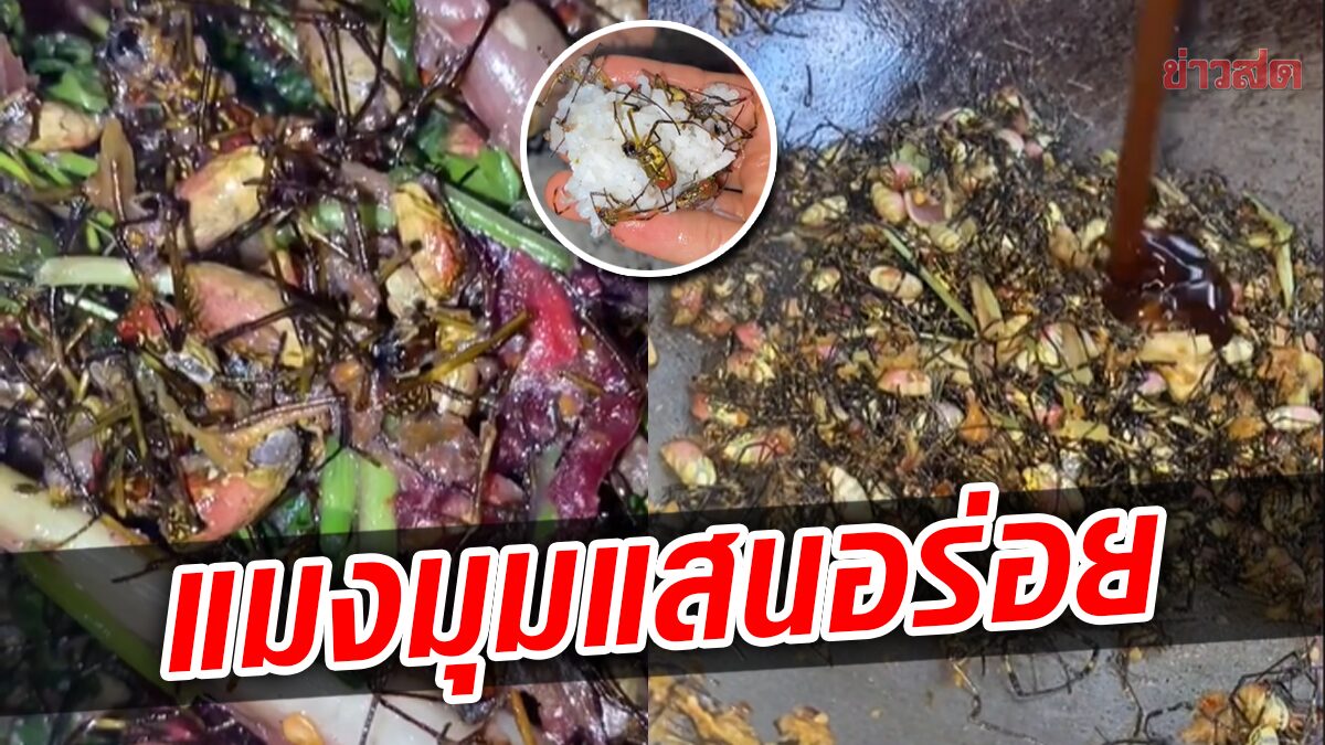 สาวชาวดอย อวดเมนูเปิบพิสดาร ‘ผัดเผ็ดแมงมุม’ แสนอร่อย ที่ 1 ปีได้กินครั้งเดียว