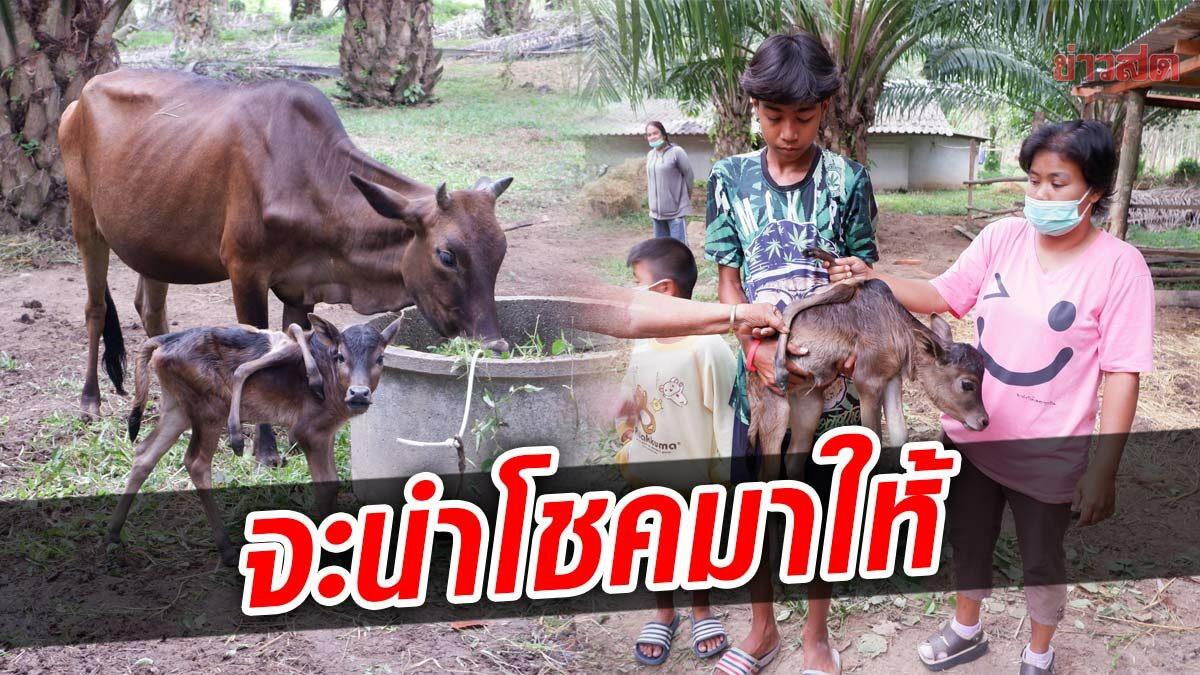 สุดแปลก! ลูกวัว 6 ขา คลอดรับปีใหม่ เจ้าของเชื่อ เกิดมาให้โชคลาภ