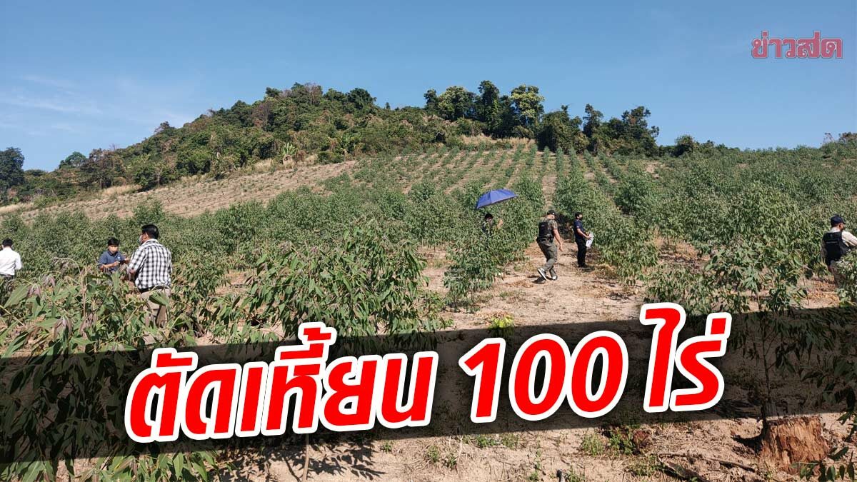 พี่จีนจัดหนัก รุกเขากระทะ ตัดไม้เหี้ยน ปลูกต้นยูคาลิปตัส นับ 100 ไร่