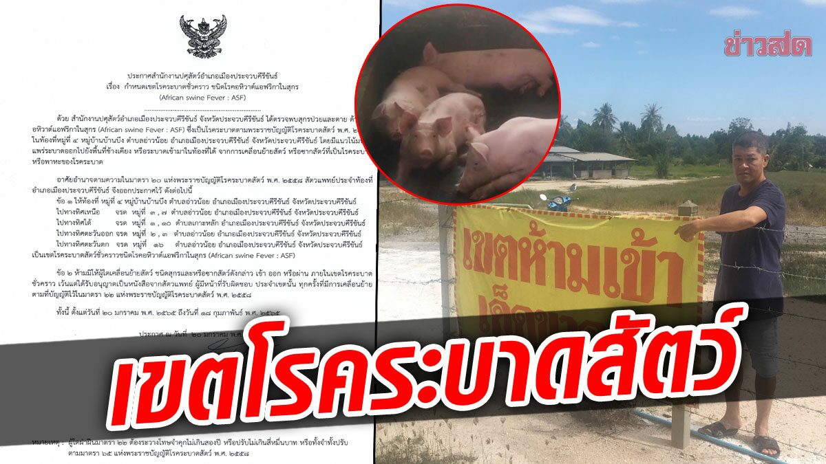 ประกาศเขตโรคระบาดสัตว์แล้ว! ประจวบฯตรวจเจออหิวาต์แอฟริกาในสุกร 3 แห่ง