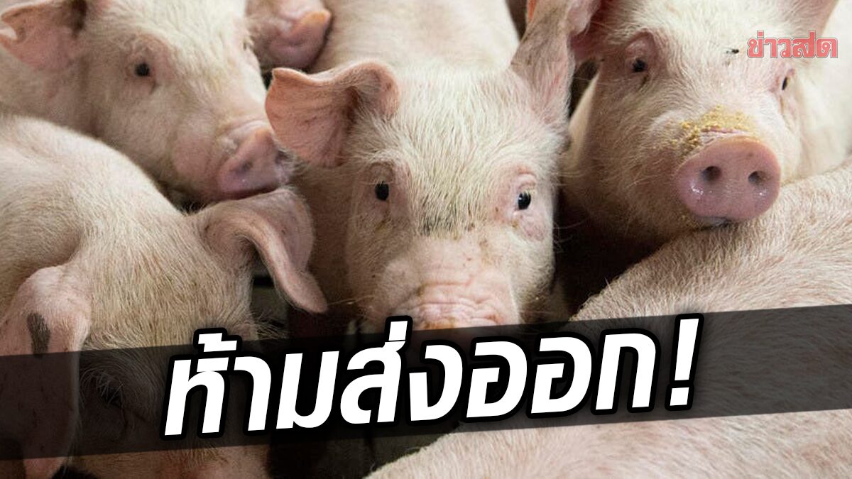 หาวิธีได้แล้ว! รัฐบาลเผยมาตรการแก้ “หมูแพง” ห้ามส่งออกหมูเป็น 3 เดือน เริ่มวันนี้