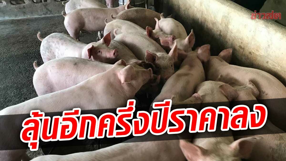 ปศุสัตว์ราชบุรี เผยเหตุหมูแพง ทั้งโรคระบาด+ต้นทุนพุ่งกว่า 50% คาดหลัง ก.ค.ราคาลง