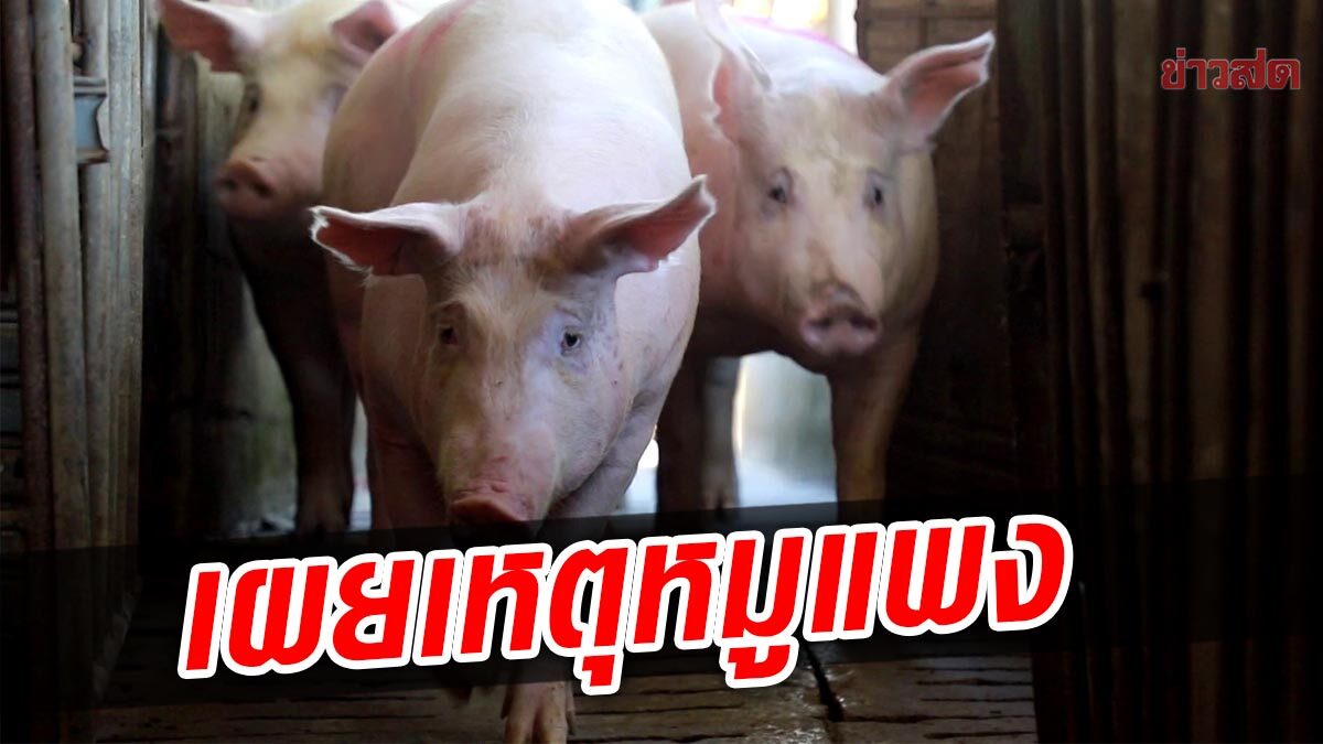 ผจก.ฟาร์มเผย เหตุหมูแพง ทำวงจรผลิตหมูลด ฟาร์มไม่กล้าเสี่ยงซื้อแม่พันธุ์