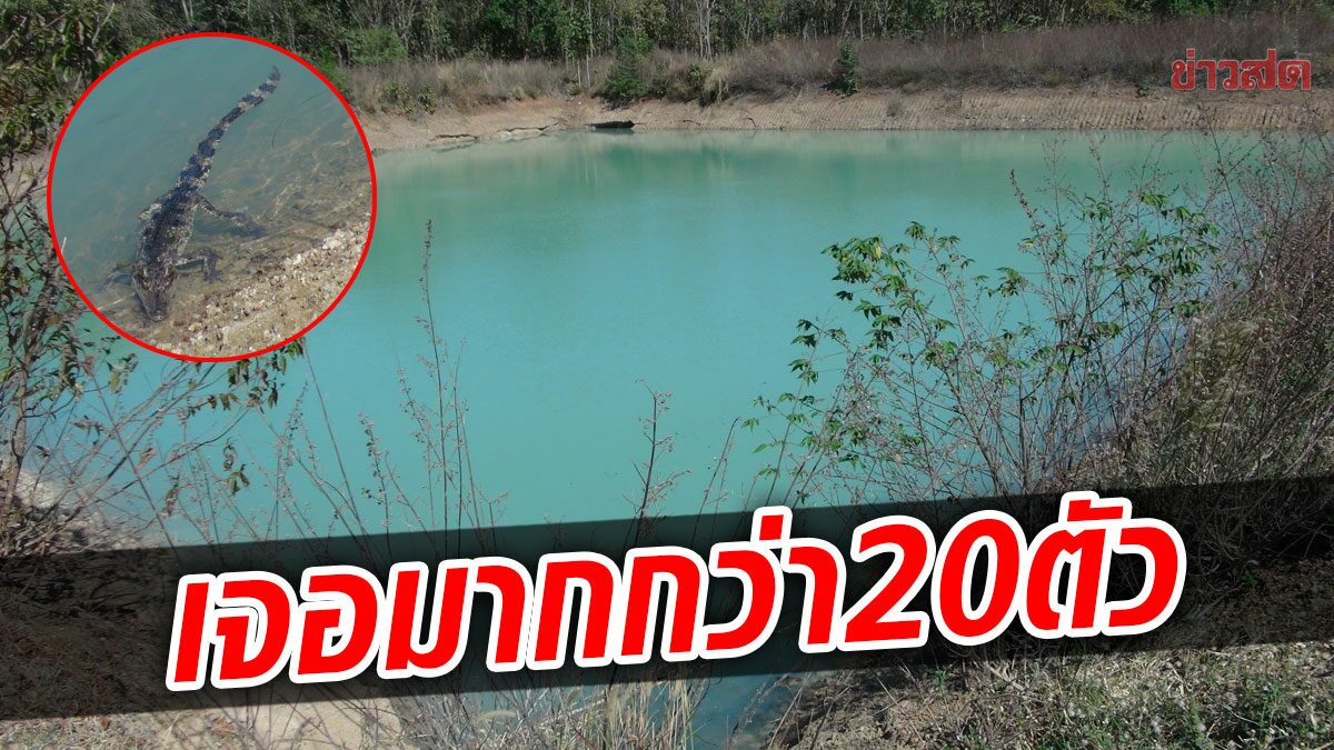 ชาวบ้านช็อก! เจอลูกจระเข้ลอยเต็มสระน้ำกว่า 20 ตัว ผวาตัวพ่อ-แม่ยังไม่โผล่