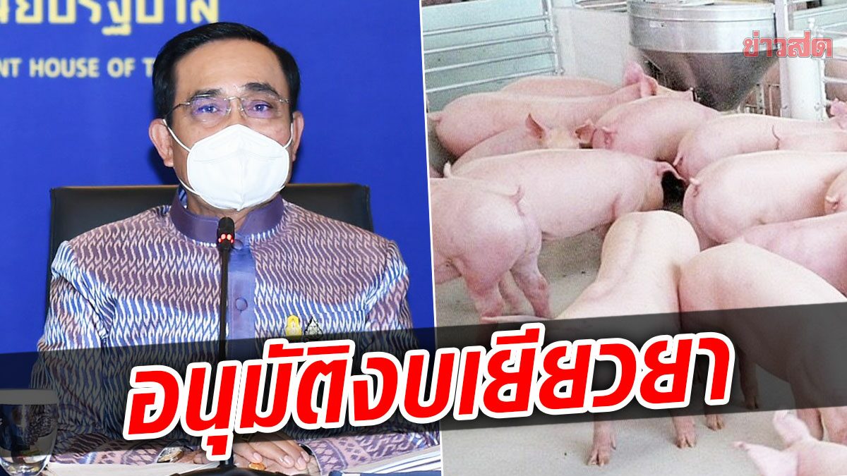 คนเลี้ยงหมูเฮ! ครม.อนุมัติงบเยียวยา 570 ล้าน บิ๊กตู่ แซวรมต. แก้ของแพง