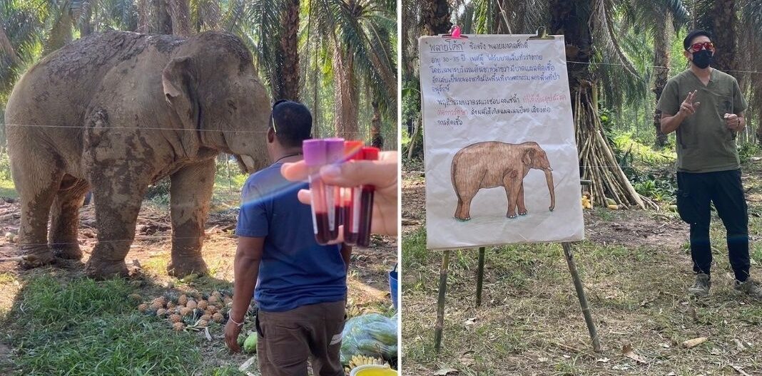 สำเร็จเป็นครั้งแรก! ทีมรักษาช้างป่า พัฒนาเทคนิคเก็บเลือดช้าง-ไม่วางยาซึม 