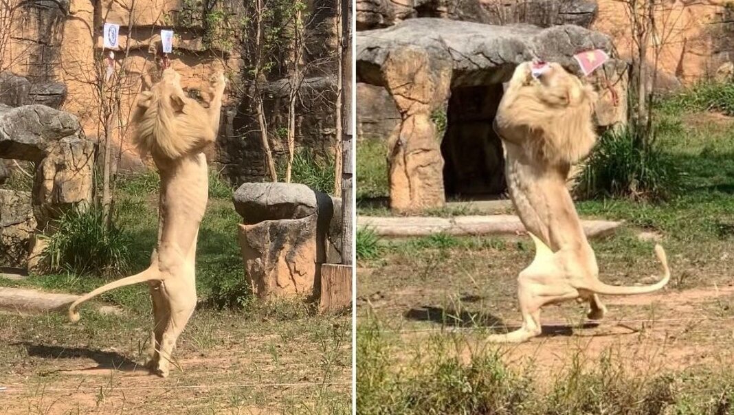 สิงโตขาว ทายผลบอล ช้างศึกยู-23 คว้าแชมป์อาเซียน หงส์แดง ซิวถ้วยคาราบาว