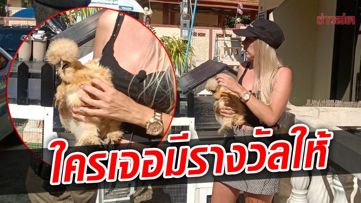 สาวต่างชาติร่ำไห้ ไก่ตัวโปรดหาย ใครพบเห็นเอามาคืน จะมีรางวัลให้ 10,000 บาท