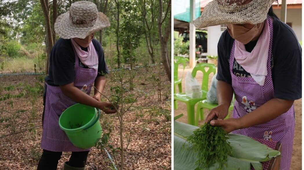 เกษตรกรปากน้ำโพ เก็บผักหวานป่า สูตรบำรุงนมแพะ ขายหน้าแล้งสร้างรายได้นับหมื่น