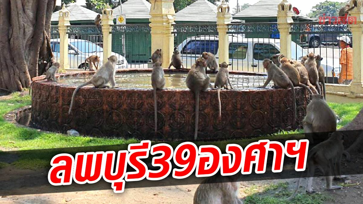 ลพบุรี ในตัวเมืองอุณหภูมิพุ่ง39องศาฯ เทศบาลทำอ่างน้ำดับร้อนให้ลิง ป้องเหตุยกพวกตีกัน