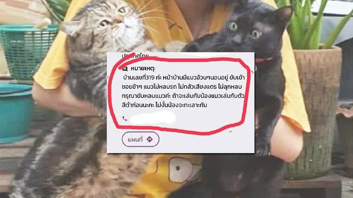 ข้อความสุดน่ารัก วอนพี่ๆ เห็นใจ น้องไม่ชอบหลบรถ ทาสแมวเห็นแล้วเอ็นดู -  ข่าวสด