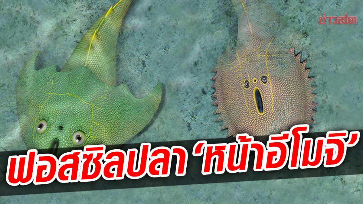 พบฟอสซิลปลาโบราณ 2 สายพันธุ์ “หน้าคล้ายอีโมจิ” เก่าแก่กว่า 430 ล้านปี