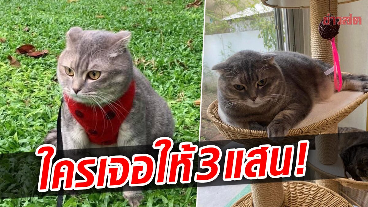 เจ้าของสุดกังวล ประกาศตามหา “น้องมณี” หายจากบ้าน ใครเจอให้ 3 แสนบาท