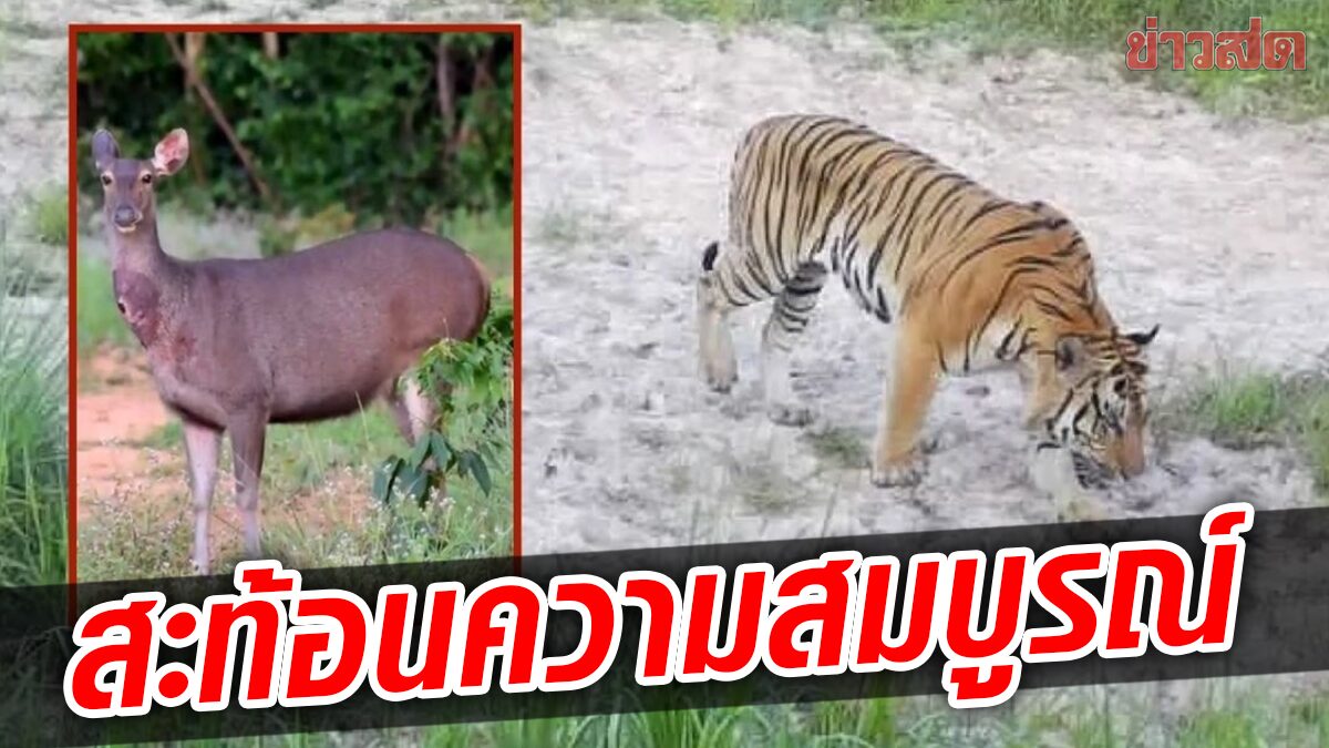 ป่าดงใหญ่ เผยภาพฝูงสัตว์ออกหากิน พบเสือโคร่งล่าเหยื่อไกลขึ้น