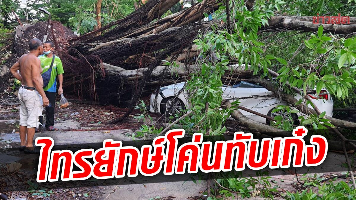 ระทึก พายุซัด ต้นไทรยักษ์ วัดลิงขบ อายุกว่า100 ปี โค่นทับรถเก๋งพัง หลังคายุบ คาลานจอด