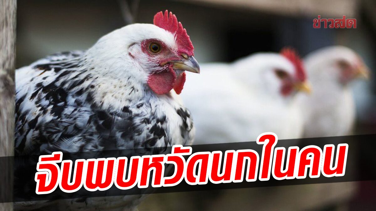 กรมปศุสัตว์ แจ้งเตือน จีนพบไข้หวัดนก สายพันธุ์ H3N8 ในคนเป็นครั้งแรก