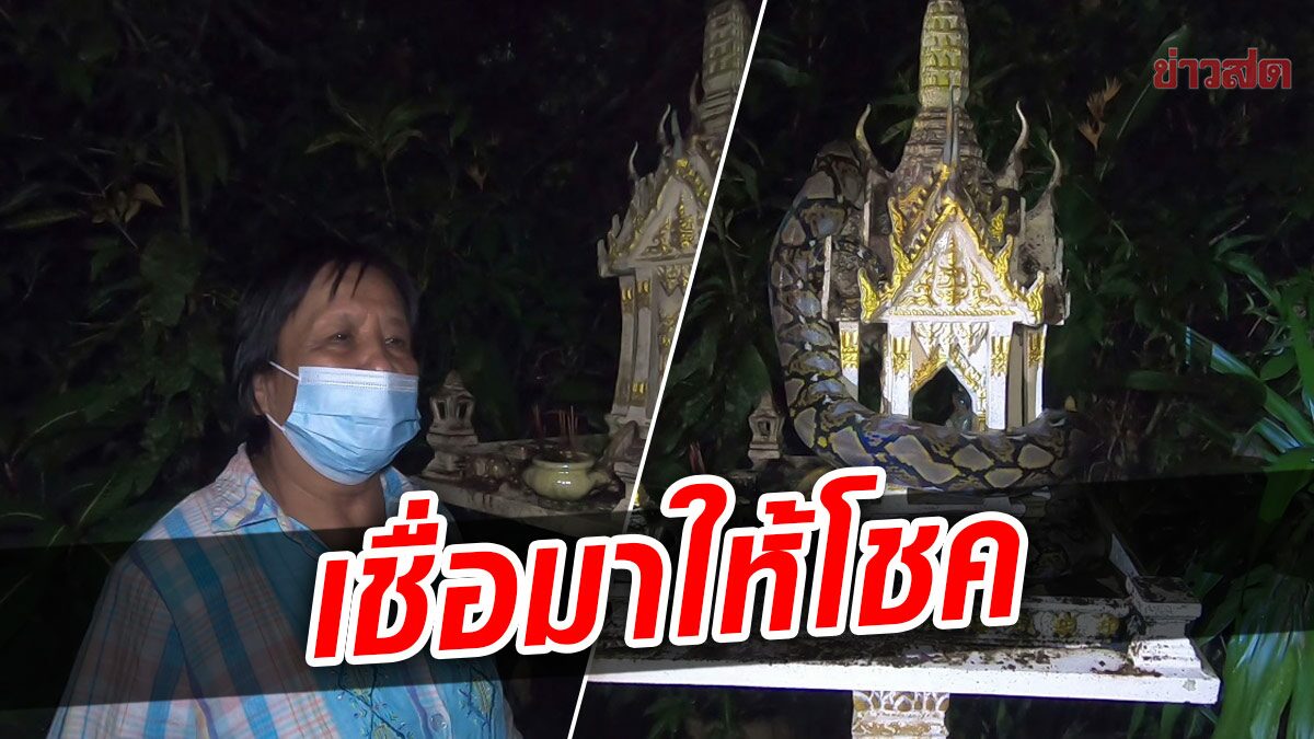 ยายผงะ เจองูเหลือมรัดศาลพระภูมิ เห็นชัดพันเป็นตัวเลข เชื่อมาให้โชค