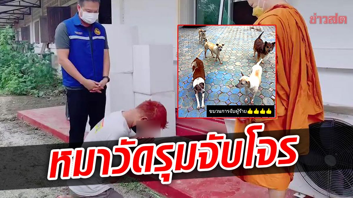 กรรมติดจรวด ฝูงหมาวัดรุมจับโจร บุกทุบตู้บริจาค สุดย่ามใจก่อเหตุซ้ำ แต่ครั้งนี้ไม่รอด