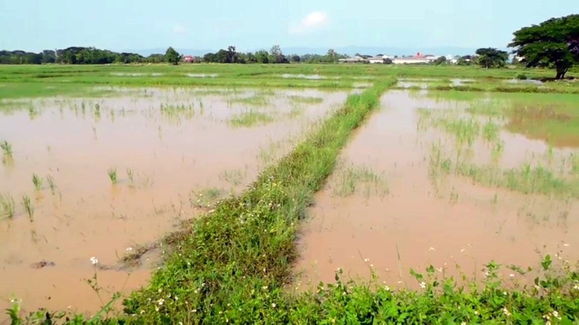 ฝนหนัก 3 อำเภออ่วม ท่วมเสียหาย100ไร่ คาดชาวนาลงแรงหว่านรอบสอง