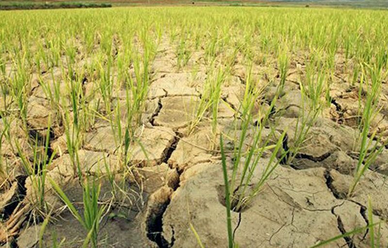 Farming and farming to fight drought and hunger crisis