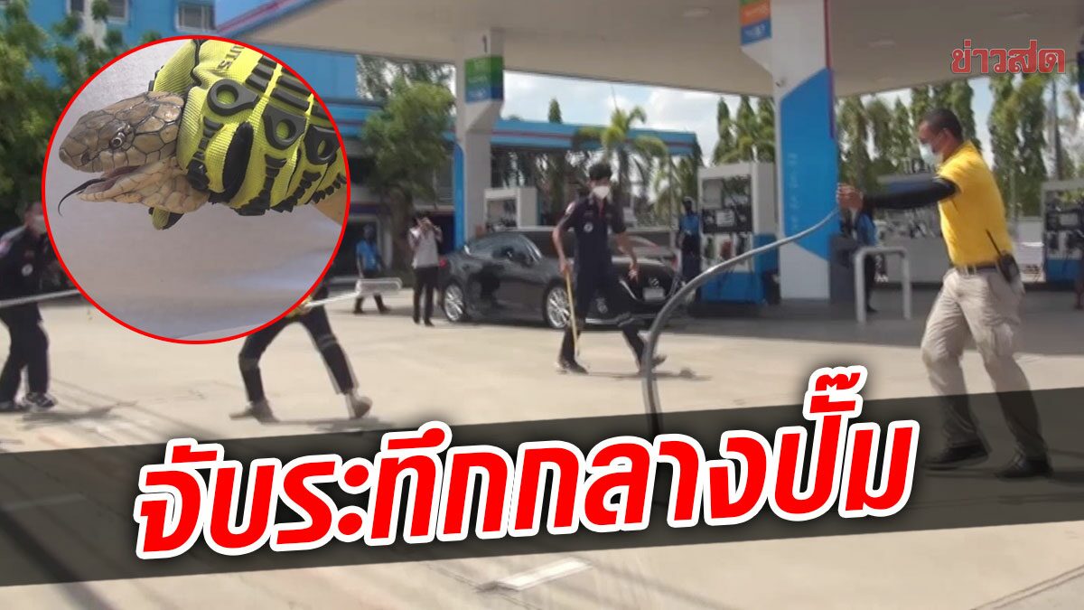 เมียสารวัตรเอะใจ คนยืนถ่ายป้ายทะเบียน รู้เรื่องสุดช็อก จงอาง 3 เมตรเลื้อยซุกในรถตัวเอง